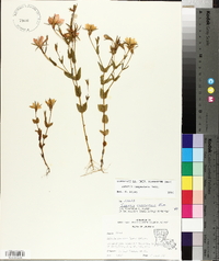 Sabatia campestris image