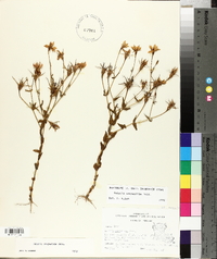 Sabatia campestris image