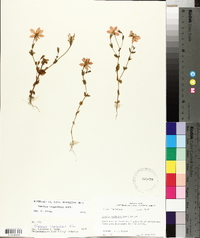 Sabatia campestris image