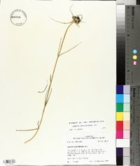 Sabatia gentianoides image