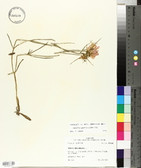 Sabatia gentianoides image