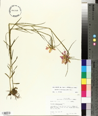 Sabatia gentianoides image