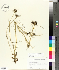 Sabatia gentianoides image