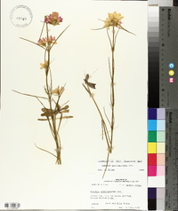 Sabatia gentianoides image