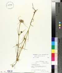 Sabatia gentianoides image