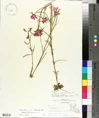 Sabatia gentianoides image