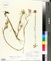 Sabatia gentianoides image