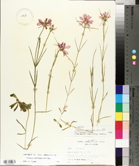 Sabatia gentianoides image