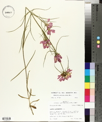 Sabatia gentianoides image