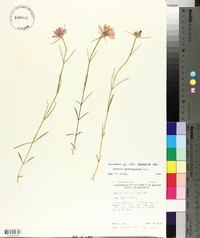 Sabatia gentianoides image