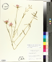 Sabatia gentianoides image