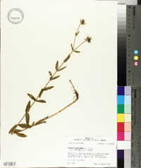 Sabatia dodecandra image