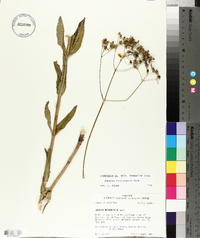 Sabatia macrophylla image