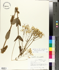 Sabatia macrophylla image