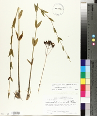 Sabatia macrophylla image