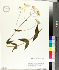 Sabatia macrophylla image