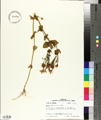 Sabatia angularis image