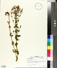 Sabatia angularis image