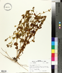 Sabatia angularis image