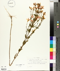 Sabatia angularis image