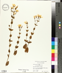 Sabatia angularis image