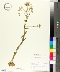 Sabatia brachiata image