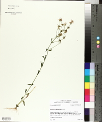 Sabatia brachiata image