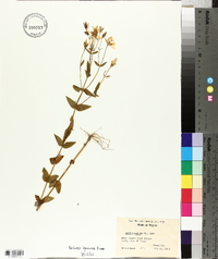 Sabatia angularis image