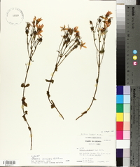 Sabatia angularis image