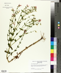 Sabatia angularis image