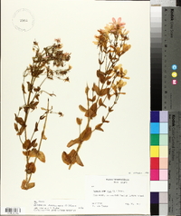 Sabatia angularis image