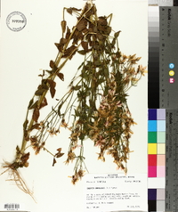 Sabatia angularis image