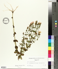 Sabatia angularis image