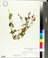 Sabatia angularis image