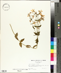 Sabatia angularis image