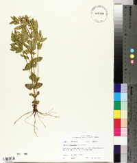 Sabatia angularis image
