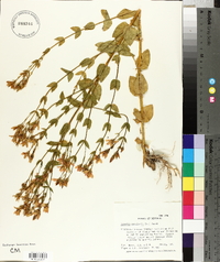 Sabatia angularis image