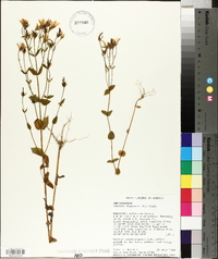 Sabatia angularis image