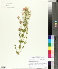 Sabatia angularis image