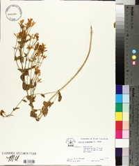 Sabatia angularis image