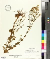 Sabatia angularis image