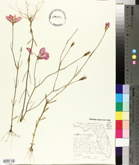 Sabatia grandiflora image