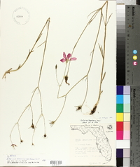 Sabatia grandiflora image