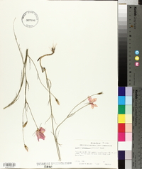 Sabatia grandiflora image