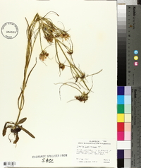 Sabatia gentianoides image