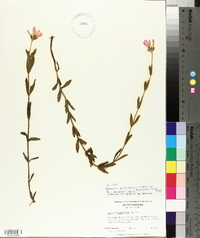 Sabatia dodecandra image