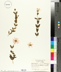 Sabatia dodecandra image