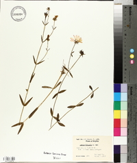 Sabatia dodecandra image