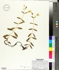 Sabatia dodecandra var. foliosa image