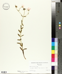 Sabatia dodecandra image